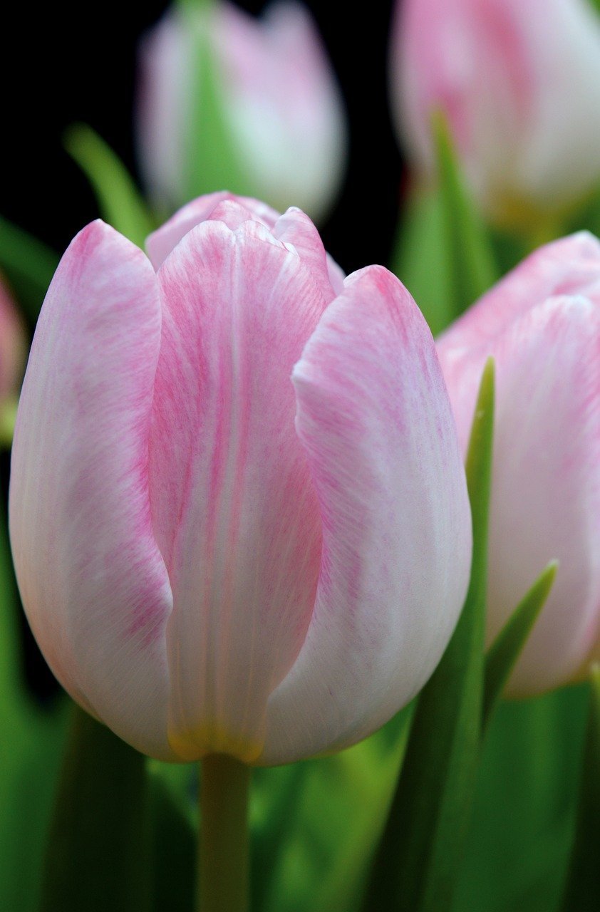 tulips, flower, plant-8524752.jpg